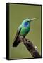 Hummingbird V-Larry Malvin-Framed Stretched Canvas