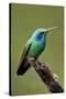 Hummingbird V-Larry Malvin-Stretched Canvas