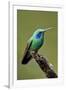 Hummingbird V-Larry Malvin-Framed Photographic Print