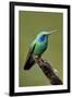 Hummingbird V-Larry Malvin-Framed Photographic Print