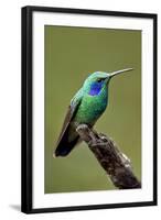 Hummingbird V-Larry Malvin-Framed Photographic Print