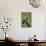 Hummingbird V-Larry Malvin-Mounted Photographic Print displayed on a wall