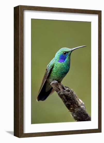 Hummingbird V-Larry Malvin-Framed Photographic Print