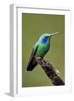 Hummingbird V-Larry Malvin-Framed Photographic Print