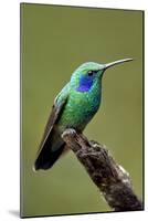 Hummingbird V-Larry Malvin-Mounted Photographic Print