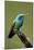 Hummingbird V-Larry Malvin-Mounted Photographic Print
