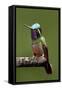 Hummingbird VI-Larry Malvin-Framed Stretched Canvas