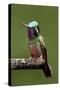 Hummingbird VI-Larry Malvin-Stretched Canvas