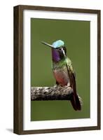 Hummingbird VI-Larry Malvin-Framed Photographic Print