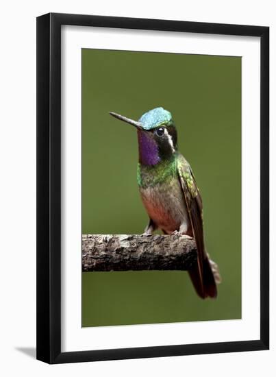 Hummingbird VI-Larry Malvin-Framed Photographic Print