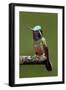 Hummingbird VI-Larry Malvin-Framed Photographic Print