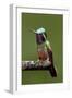 Hummingbird VI-Larry Malvin-Framed Photographic Print