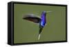 Hummingbird VII-Larry Malvin-Framed Stretched Canvas