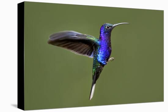 Hummingbird VII-Larry Malvin-Stretched Canvas