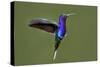 Hummingbird VII-Larry Malvin-Stretched Canvas