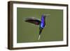 Hummingbird VII-Larry Malvin-Framed Premium Photographic Print