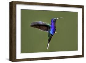 Hummingbird VII-Larry Malvin-Framed Photographic Print