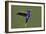 Hummingbird VII-Larry Malvin-Framed Photographic Print