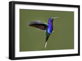 Hummingbird VII-Larry Malvin-Framed Photographic Print