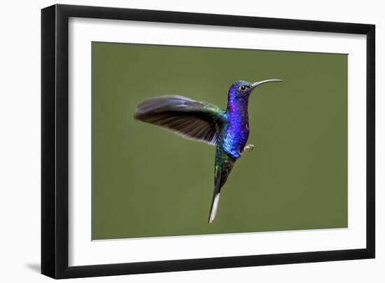 Hummingbird VII-Larry Malvin-Framed Photographic Print