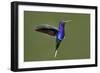 Hummingbird VII-Larry Malvin-Framed Photographic Print