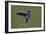 Hummingbird VII-Larry Malvin-Framed Photographic Print