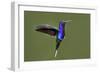 Hummingbird VII-Larry Malvin-Framed Photographic Print