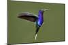 Hummingbird VII-Larry Malvin-Mounted Photographic Print