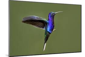 Hummingbird VII-Larry Malvin-Mounted Photographic Print