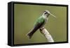 Hummingbird VIII-Larry Malvin-Framed Stretched Canvas