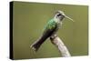 Hummingbird VIII-Larry Malvin-Stretched Canvas