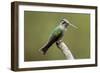 Hummingbird VIII-Larry Malvin-Framed Photographic Print