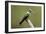 Hummingbird VIII-Larry Malvin-Framed Photographic Print