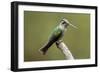 Hummingbird VIII-Larry Malvin-Framed Photographic Print