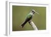 Hummingbird VIII-Larry Malvin-Framed Photographic Print