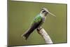 Hummingbird VIII-Larry Malvin-Mounted Photographic Print