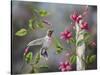 Hummingbird with Flowers-Sarah Davis-Stretched Canvas