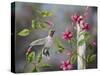 Hummingbird with Flowers-Sarah Davis-Stretched Canvas