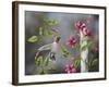 Hummingbird with Flowers-Sarah Davis-Framed Giclee Print