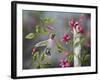 Hummingbird with Flowers-Sarah Davis-Framed Giclee Print
