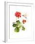 Hummingbird with Geranium, 2015-John Keeling-Framed Giclee Print