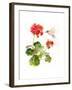 Hummingbird with Geranium, 2015-John Keeling-Framed Giclee Print