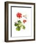 Hummingbird with Geranium, 2015-John Keeling-Framed Giclee Print