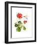 Hummingbird with Geranium, 2015-John Keeling-Framed Giclee Print