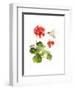 Hummingbird with Geranium, 2015-John Keeling-Framed Giclee Print