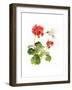 Hummingbird with Geranium, 2015-John Keeling-Framed Giclee Print