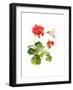 Hummingbird with Geranium, 2015-John Keeling-Framed Giclee Print