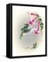 Hummingbird with Trumpet Flowers 2-Peggy Harris-Framed Stretched Canvas