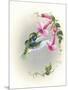 Hummingbird with Trumpet Flowers 2-Peggy Harris-Mounted Giclee Print