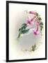 Hummingbird with Trumpet Flowers 2-Peggy Harris-Framed Giclee Print